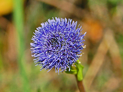 Globularia bisnagarica